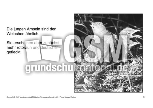 Bilderbuch-Amsel-SW-6.pdf